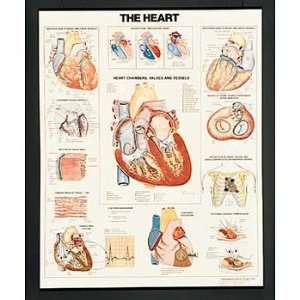  Heart, Human Anatomy Chart, Flexible Lamination 