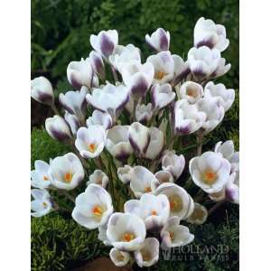  Prince Claus Crocus   25 bulbs Patio, Lawn & Garden