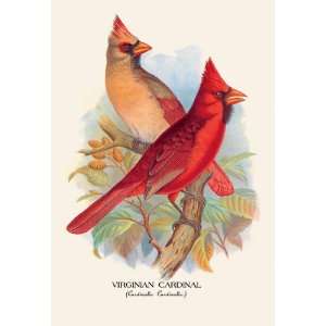  Virginian Cardinal 12X18 Art Paper with Gold Frame