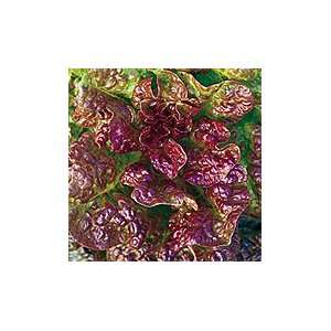  Four Seasons Lettuce   1 oz. Patio, Lawn & Garden