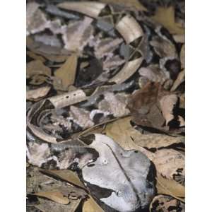 Gaboon Viper Showing Protective Coloration in Leaf Litter, Bitis 