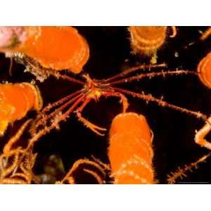 Arrow Crab (Stenorhynchus seticornis) inside Spines of Pencil Urchin 