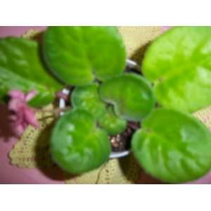   Domashnil Coral Salmon Russian African Violet Plant 