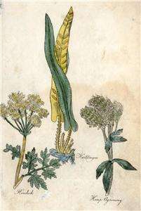 CULPEPPERS Hand Colored Herb  1790  HEMLOCK & HEMP  