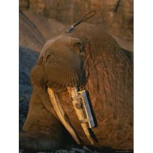 Walrus Tagged with a Satellite Transmitter and Vhf Transmitter 