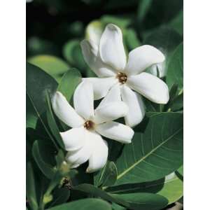 com Close Up of Tahitian Gardenia Flowers, French Polynesia (Gardenia 