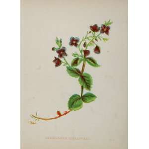   Germander Speedwell Flower Plant   Original Print