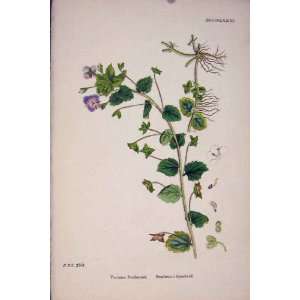  BuxbaumS Speedwell Purple Flower Plant Colour Print