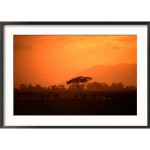 Wildebeest (Connochaetes Taurinus) Running at Sunset, Amboseli 