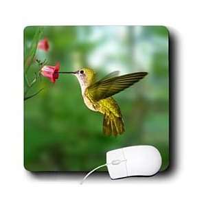  Birds   Hummingbird   Mouse Pads Electronics
