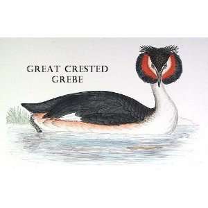  Birds Great Crested Grebe Sheet of 21 Personalised Glossy 