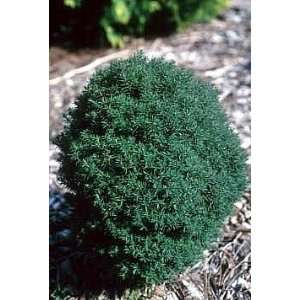  Teddy Eastern Arborvitae Outdoors or Bonsai Start Thuja 