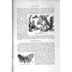  NATURAL HISTORY 1896 INSECTS GYPSY MOTH HERMAPHRODITE 
