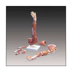 Muscles of the Arm Anatomical Model  Industrial 