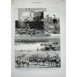 Ostrich Farming Heatherton Grahamstown Africa 1878