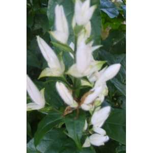  Shrimp Plant White Candles Justicia Whitefielda Elongata 