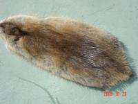 Muskrat pelt cased tanned & dressed water animal fur  