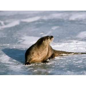 River Otter (Lutra Canadensis) on Frozen River in Winter Photographic 