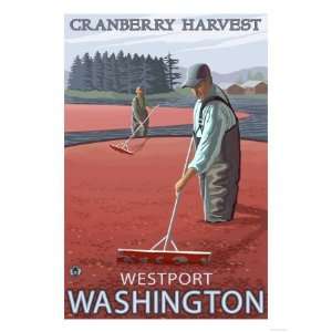  Westport, Washington   Cranberry Bog Harvest Premium 