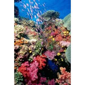  Fiji Underwater I Wall Mural