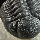 E452  BIG 3D DEVONIAN TRILOBITE Phacops sp.