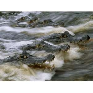 Group of Caimans on the Wait for Unaware Fish Coming 