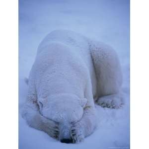  A Polar Bear Covers His Eyes to Get Some Sleep National 