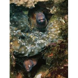  A Pair of Moray Eels (Gymnothorax Species) Poke out from 