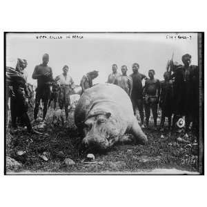  Hippo killed in Africa