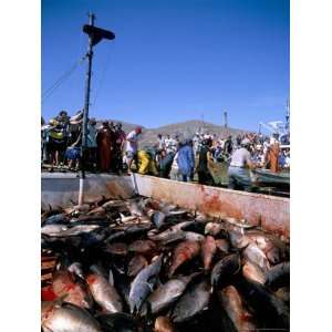 Tuna Fish Catch, Favignana Island, Egadi Islands, Sicily, Italy 