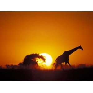  Giraffe Walks Past Setting Sun, Chobe River, Chobe 