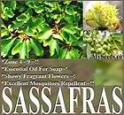   Seeds Sassafras albidum Fragrant Blooms Leaves Mosquitoes & Insects