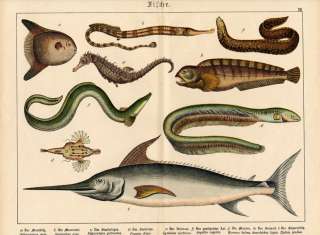 Antique Print SWORDFISH SEAHORSE MORAY Schubert 1878  