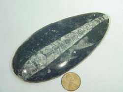 BUTW Orthoceras nautiloid fossil wand lapidary 3140B  