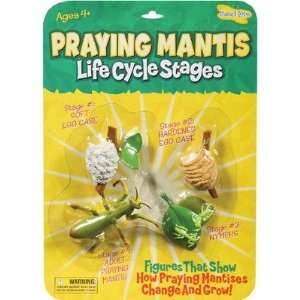  Insect Lore Praying Mantis Life Cycle Stages Toys & Games