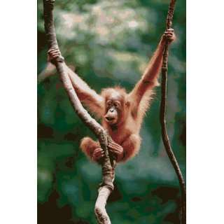 Safari 40115 Baby Orangutan Laminated Poster   Pack Of 3 
