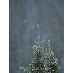  A Pygmy Owl Perched in the Top of an Evergreen Tree in a 