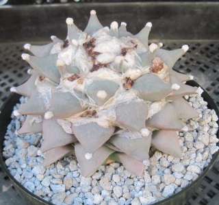 Ariocarpus retusus Living Rock Seven Stars Cactus XLG51  