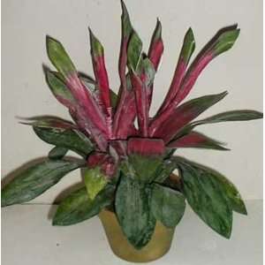  Double Potted Guzmania (Bromeliad) Plant