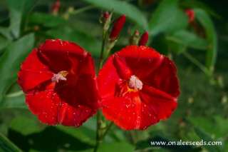 36+ ORANGE (Scarlet Star) Morning Glory Seeds / Ipomoea  
