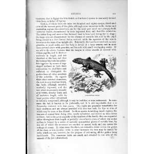   NATURAL HISTORY 1896 TURKISH GECKO LIZARD LOBE FOOTED