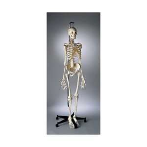  Premier Kinesiology Skeleton Model, Suspension Mount 