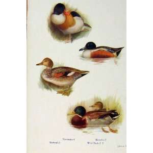  British Birds By W Foster Sheldrake Shoveler Gadwall