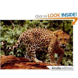 Jaguar   Animal Kingdom App Book Shop  Kindle Store