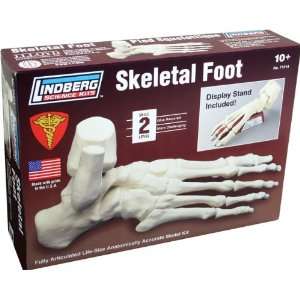  Lindberg Skeletal Foot Toys & Games
