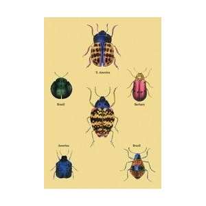  Beetles of Barbary and the Americas #2 24x36 Giclee