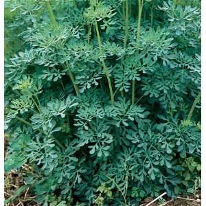 Garden Seeds Non Hybrid Medicinal Herb Rue (Ruta graveolens) 100 Seeds 