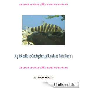 guickguide to Careing Bengal Loaches ( Botia Dario ) Kasidit 