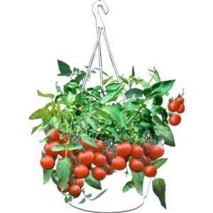  Triumph Plant 60061 Grape Tomato Hanging Basket   Pack Of 
