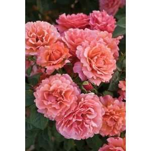  ROSE EASY DOES IT SHRUB / 3 gallon Potted Patio, Lawn 